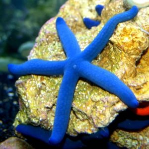 " Blue Finger Starfish " Linckia Laevigata Blue
