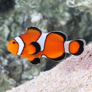 Misbar Clownfish - Amphiprion ocellaris