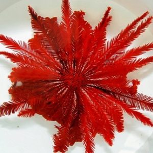 Comatula spp. Bright Red, Feather Starfish, Lirios-do-mar