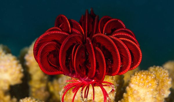 Himerometra robustipina (Feather Starfish) - Red (LG)