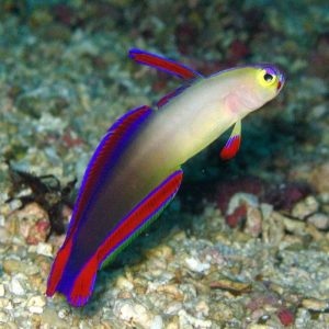 Nemateleotris Decora (Goby Purple Firefish)