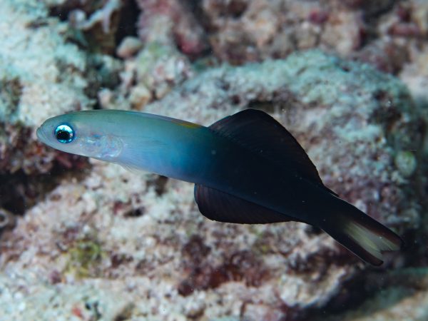Ptereleotris Evides (Blackfin Dartfish)