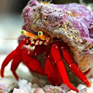 Paguristes Cadenati (Hermit Crab Red)