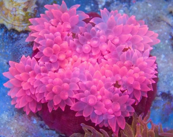 Entacmaea quadricolor (Pink) Ultra