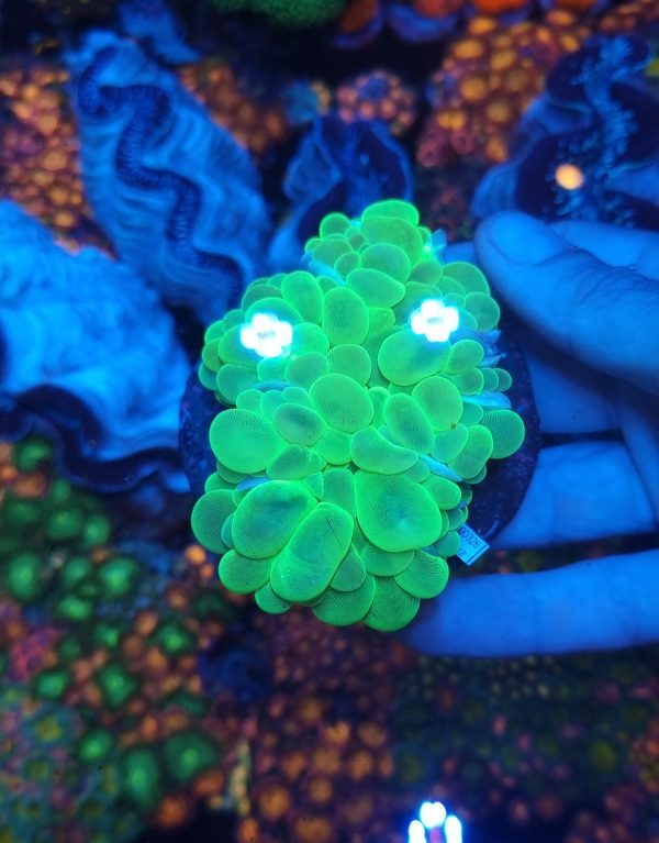 Physogyra Lichtensteinii (Bubble Coral) - Green
