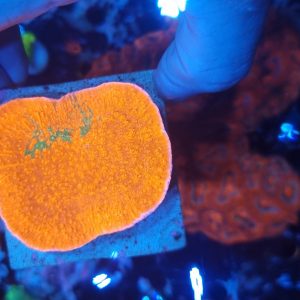 Montipora Grafted
