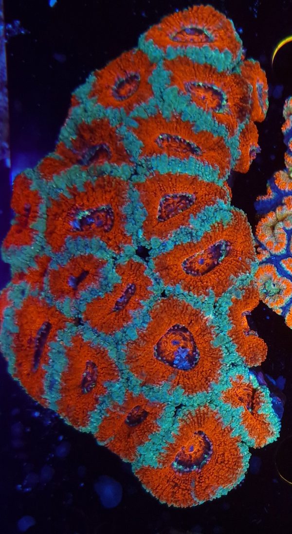 Acanthastrea Lordhowensis Ultra Red Blue