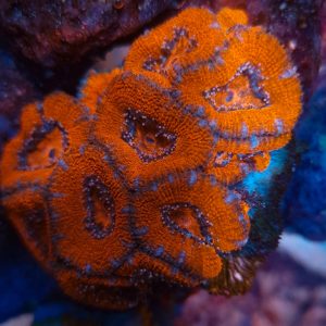 Utra Red Acanthastrea