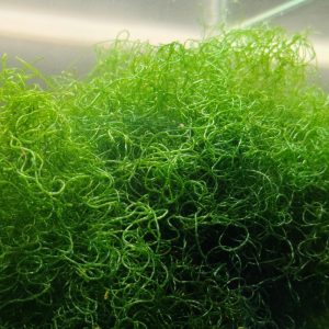 Chaetomorpha Algae