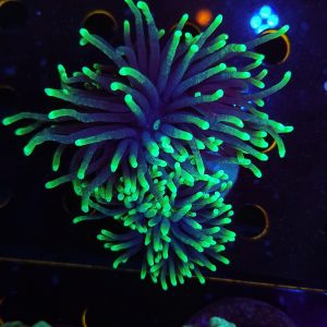Torch coral (Green Premium)