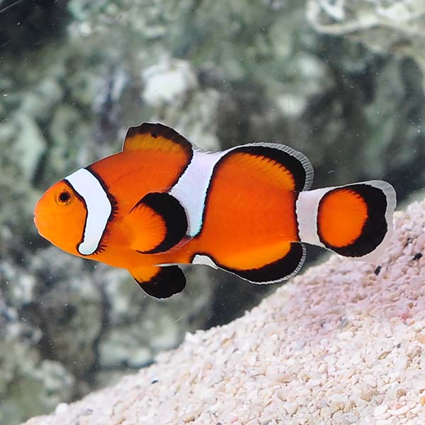 Misbar Clownfish – Amphiprion ocellaris