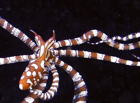 Wunderpus photogenicus Octopus