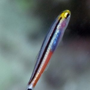 Aioliops Megastigma (Mini Dart Goby)
