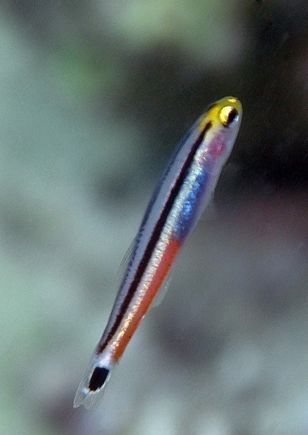 Aioliops Megastigma (Mini Dart Goby)