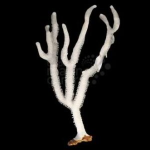Giant Polyp Gorgonia - Plexaurella spp.