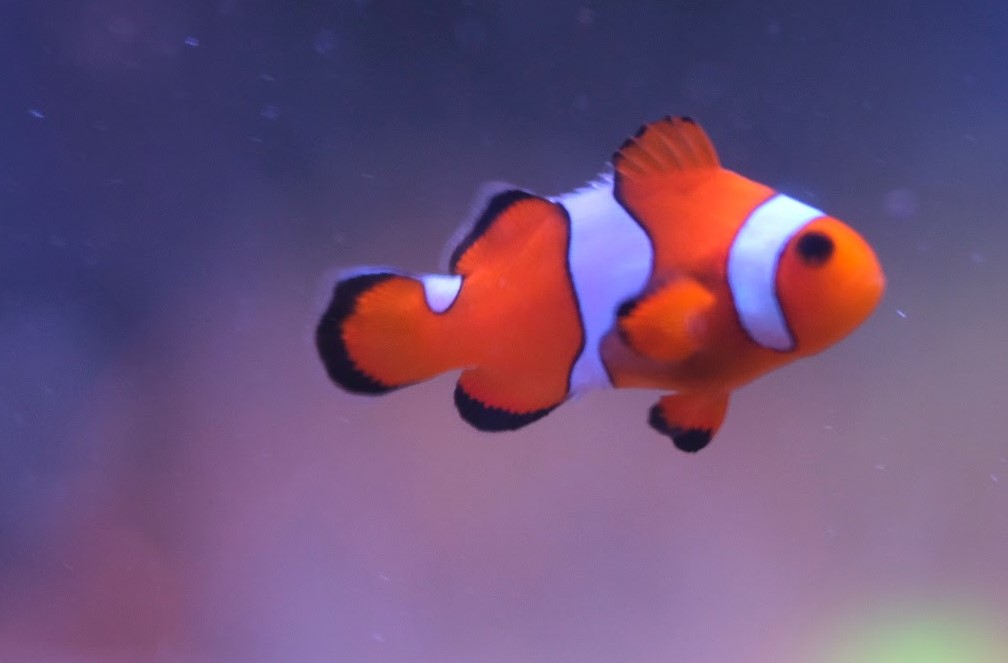 Misbar Clownfish – Amphiprion ocellaris 2