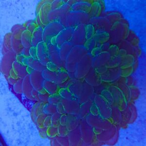Plerogyra Bubble Coral Two tone