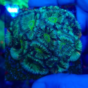 Favites Green Brain Coral