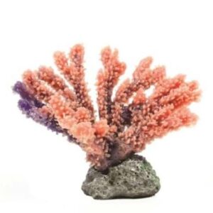Coral Staghorn Purple Acropora