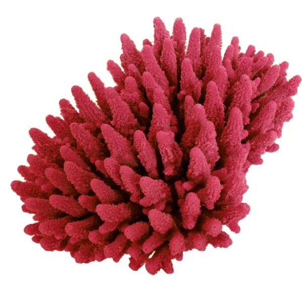 Coral Staghorn Red|Brown Acropora