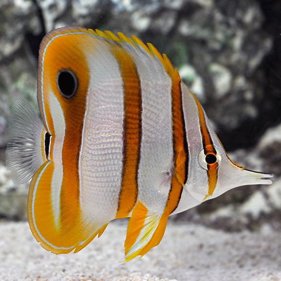 Chelmon Rostratus Copperband Butterflyfish OportoReef