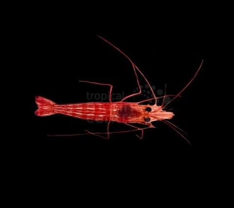 Lysmata Seticaudata (Aiptasia eating)