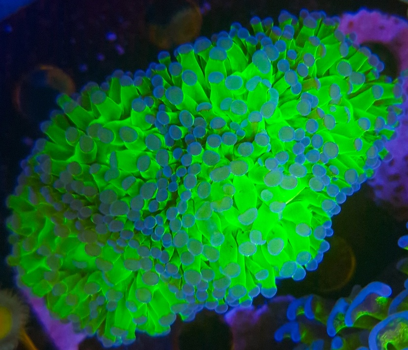 Euphyllia paraancora Bicolor