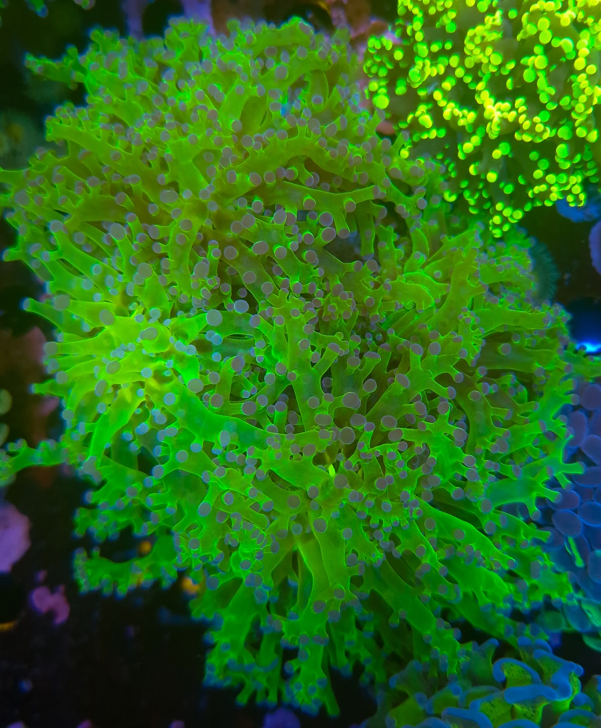 Euphyllia paradivisa Green