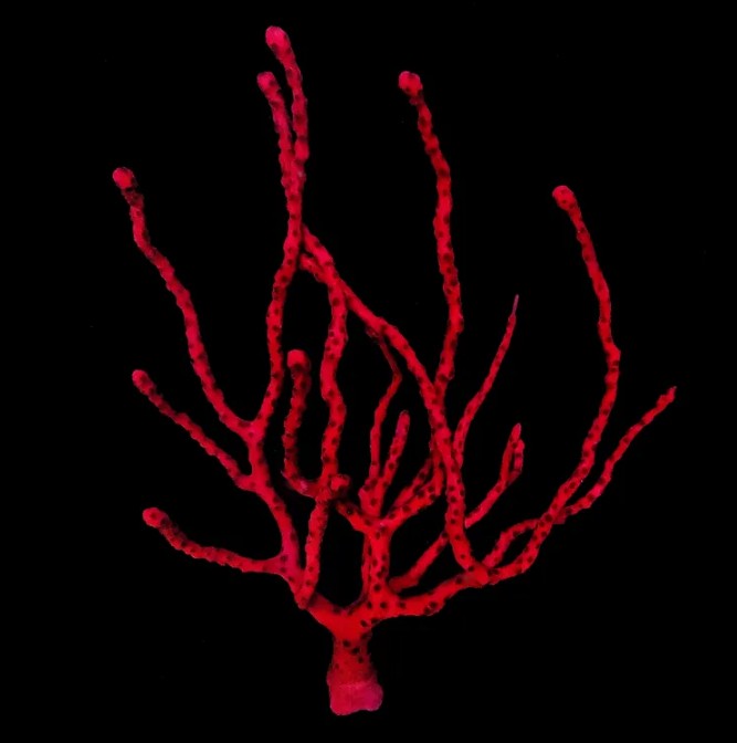 Finger Gorgonia Red, Lophogorgia nodulifera