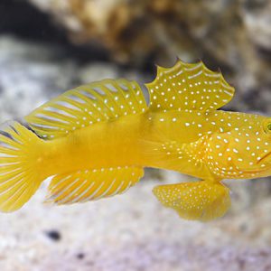 Cryptocentrus cinctus Yellow