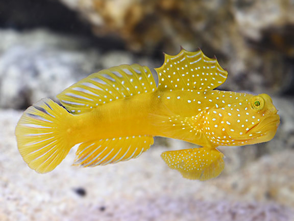 Cryptocentrus cinctus Yellow