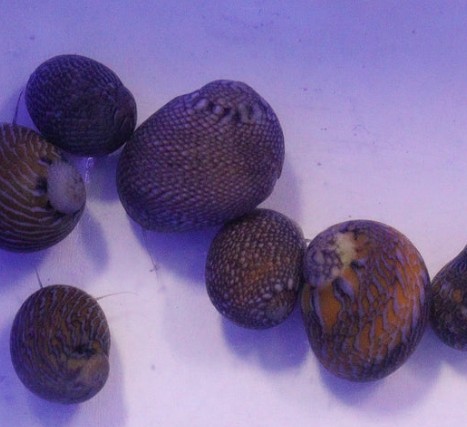 Caracol Neritina spp. Nerite Snail
