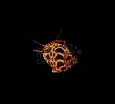 Babylonia formosae, Orange Marble