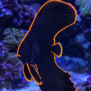 Platax pinnatus, Peixe-Morcego de Barbatana Longa