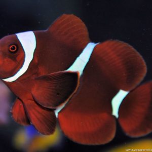 Premnas biaculeatus – White Stripe