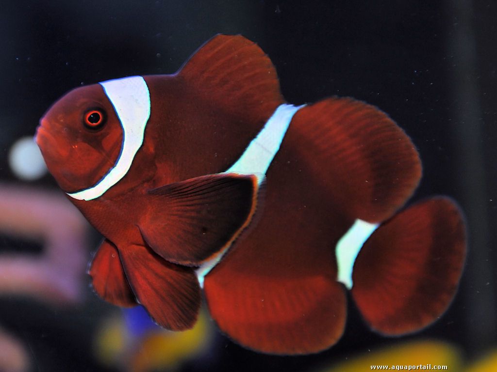 Premnas biaculeatus – White Stripe