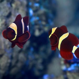 Premnas biaculeatus Maroon Clown – Yellow Stripe