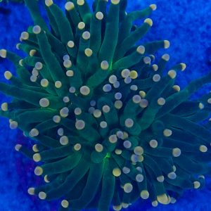 Euphyllia glabrescens She Hulk