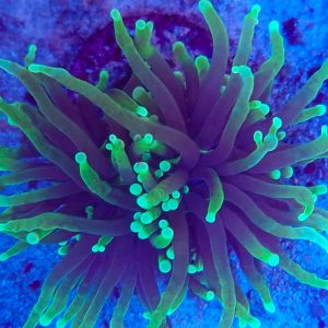 Torch Neon Green