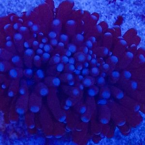 Euplyllia Baliensis Purple Cooper