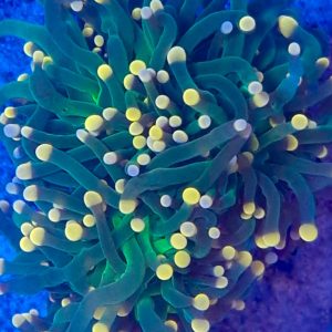 Euphyllia glabrescens She Hulk