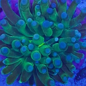 Torch Neon Green