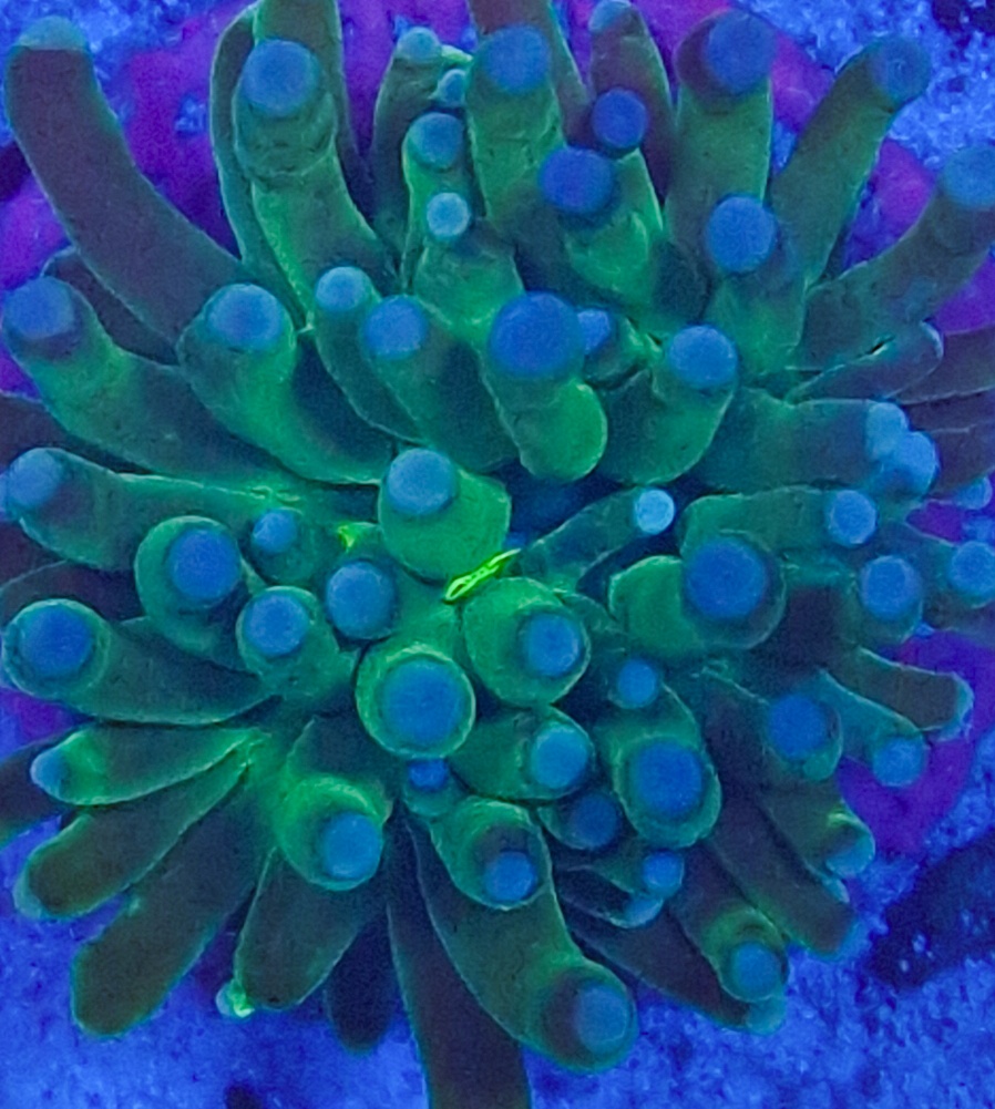 Torch Neon Green