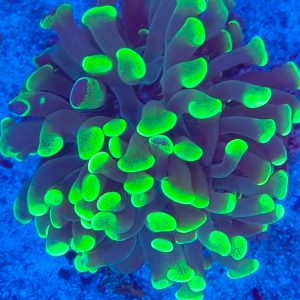 Euphyllia paraancora Green Splatter