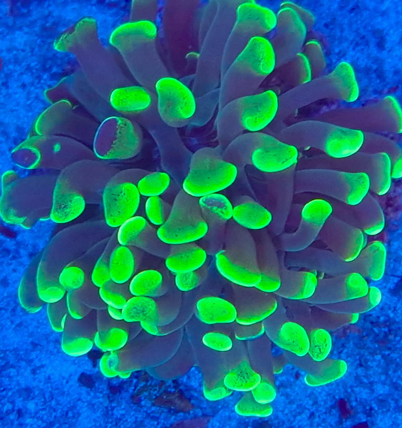 Euphyllia paraancora Green Splatter