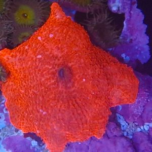 Discosoma Ultra Red