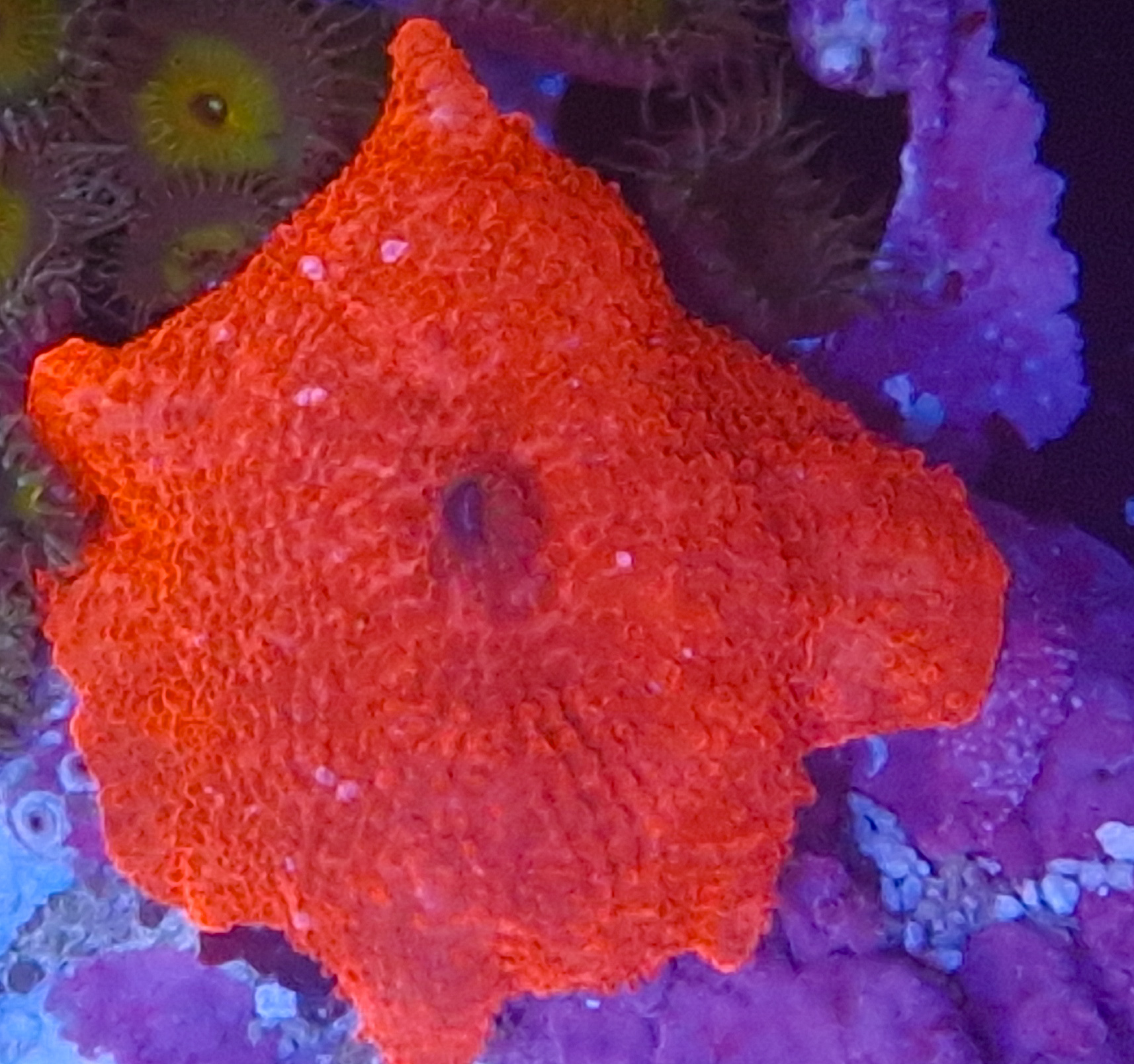 Discosoma Ultra Red