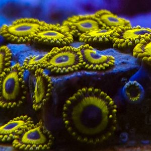 Zoanthus La lakers (yellow)