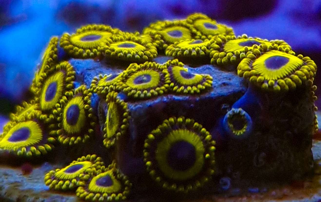 Zoanthus La lakers (yellow)