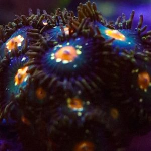 Daisy Cutter Zoa Frag